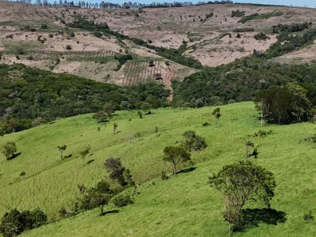 Forest investment