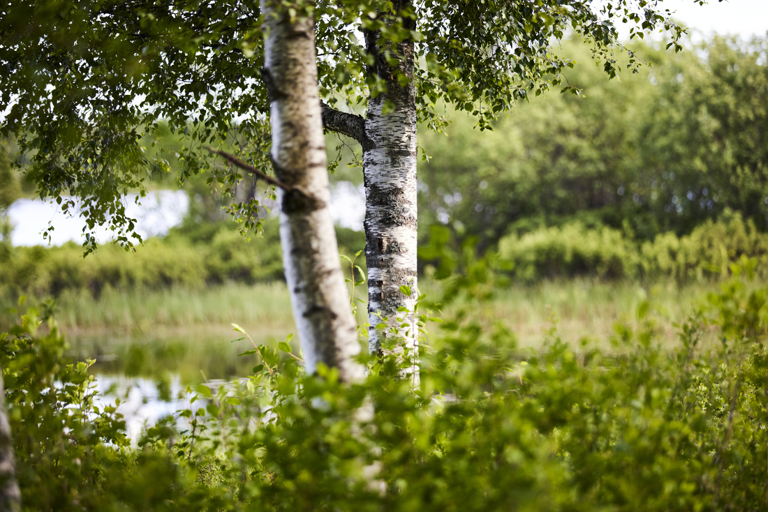 Forest Land
