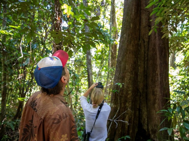 Inter IKEA Group launches the Living Rainforest Restoration Lab to support global biodiversity conservation and climate change mitigation